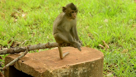 Baby monkey sitting on a branch.