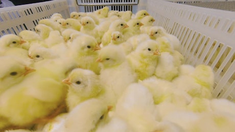 Basket of baby chicks huddling together.
