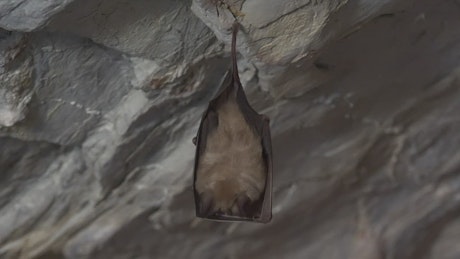 Bat resting inside a cave.