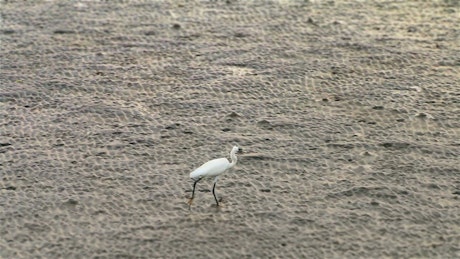 Beach bird walking in the sand.