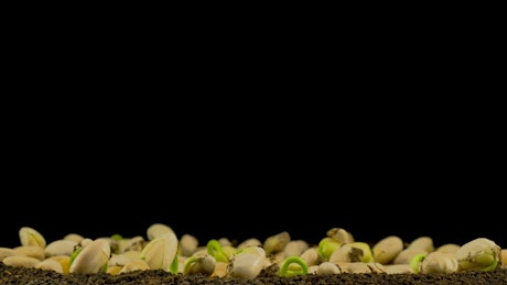 Beans germination on black background.