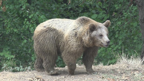 Bear wandering in the forest