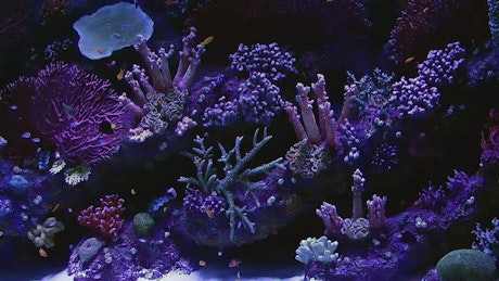 Beautiful aquarium in purple tones with small fish.