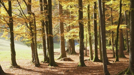 Beautiful autumn forest at a sunny day.