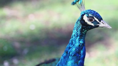 Beautiful blue peacock in nature
