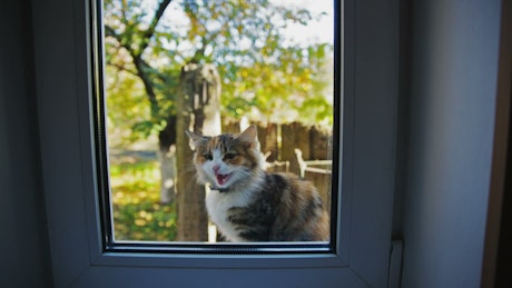 Beautiful cat meowing outside the window.