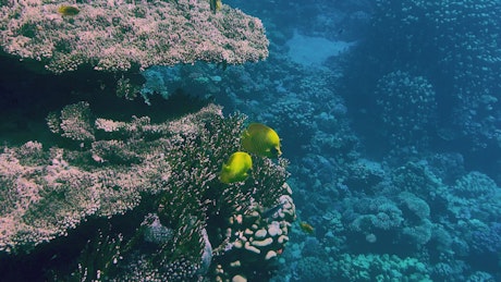 美丽的珊瑚礁和奇异的珊瑚鱼