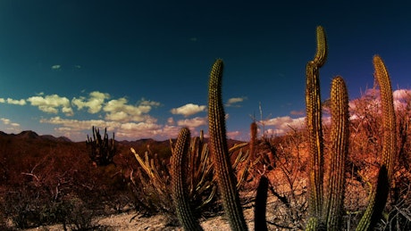 Beautiful desert landscape timelapse.