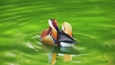 Beautiful duck resting on a lake.