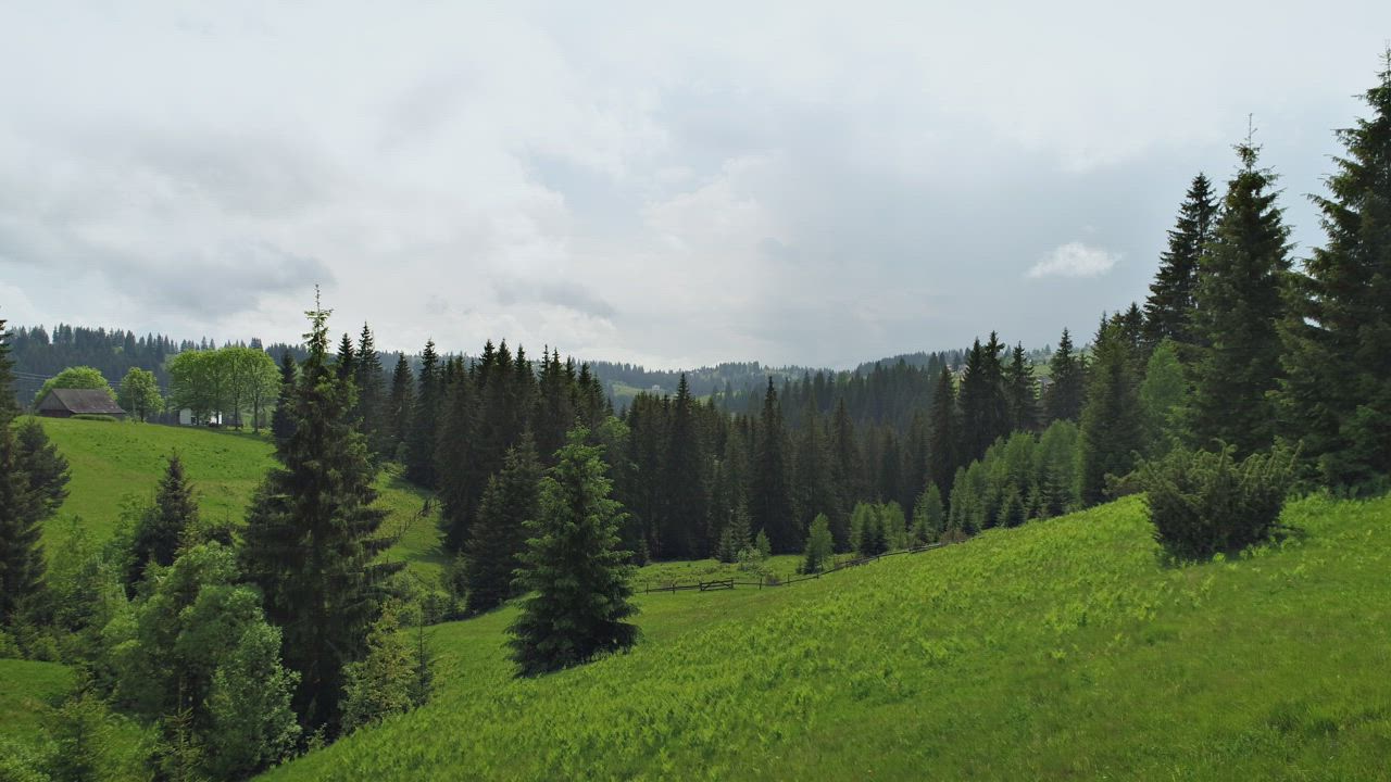 Beautiful Green Forest Full Of Pine Trees In Spring Free Video