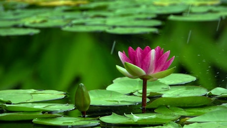 Beautiful lotus flower in a lake.