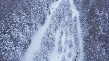 Beautiful snow covered forest tracks