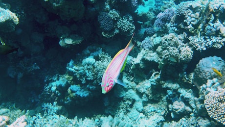 Beautifully coloured tropical fish swimming swiftly through coral.