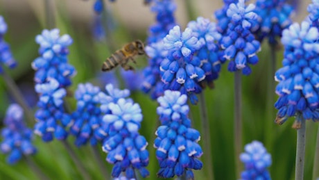 Bee flying around blue flowers.