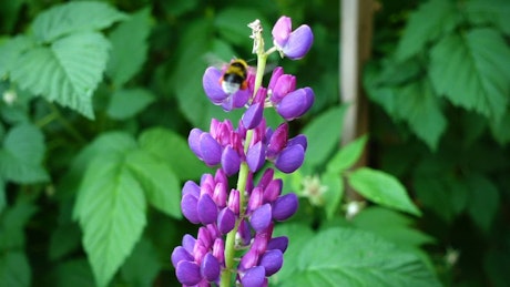 Bee flying around purple flowers