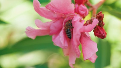 Bee looks for pollen in a pink flower.