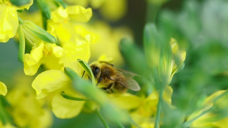 Bee pollinating a yellow flower.
