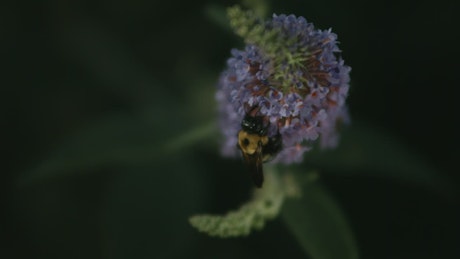Bee searching for pollen in slow motion.