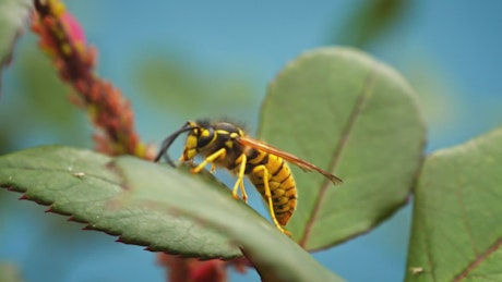 Bee walks on a leaf.
