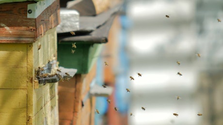 Bees flying on a poultry farm.