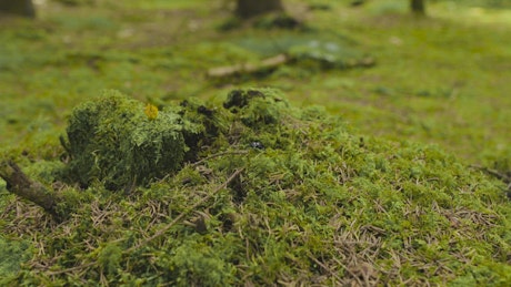 Beetle hiding in moss.