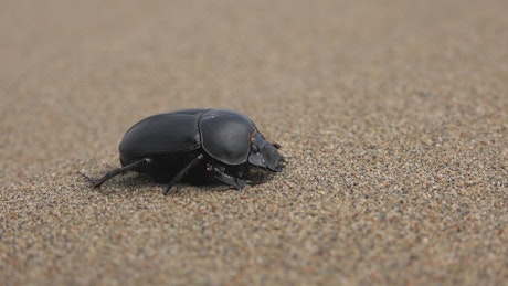 Beetle in the sand.