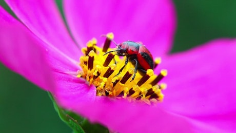 Beetle walking on a pink flower.