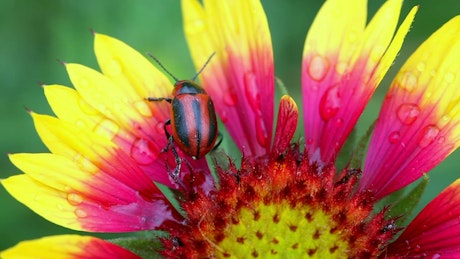 Beetle walking on flower petals.