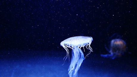 Beuatiful white jellyfish floating through dark ocean waters.