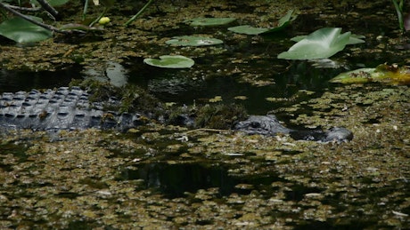 Big alligator swimming in the swamp.
