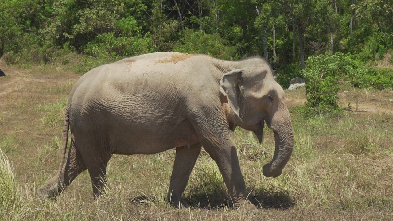 Big elephant walkin LIVE DRAW TOTO WUHAN g in a meadow