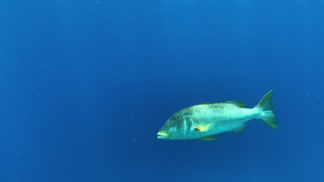 大鱼在广阔的蓝色海洋中缓慢游动