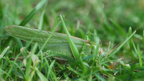 Big green leaf insect