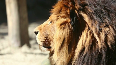 Big lion staring at the horizon.