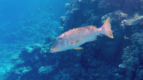 Big tropical fish swimming gracefully along a coral sea bed.