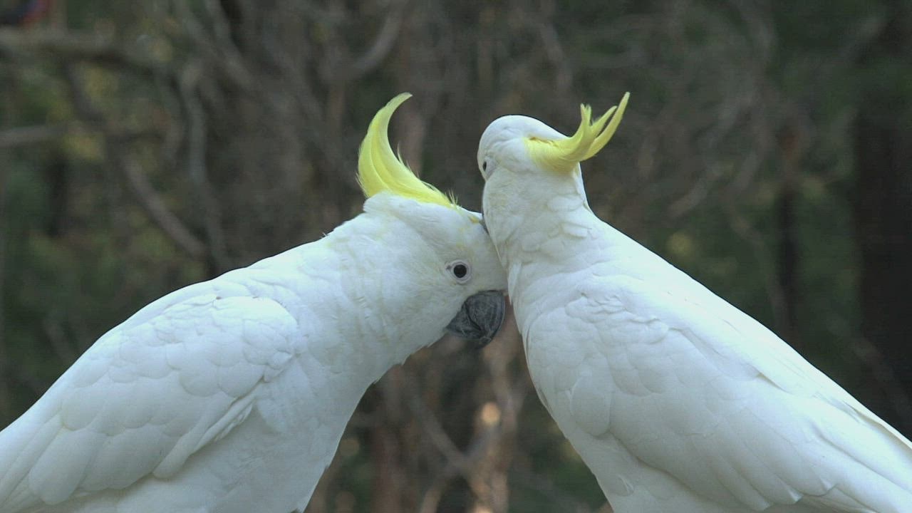 Big white birds caressing each  LIVE DRAW other