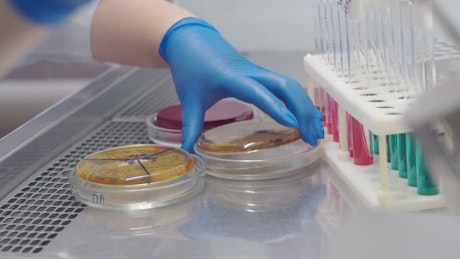 Biologist adding a sample to a petri dish in the lab.