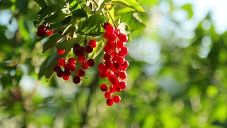 Bird Cherries bunched on a tree in the sun.