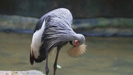 Bird cleaning their long feathers.