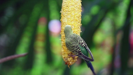 Bird eating corn.