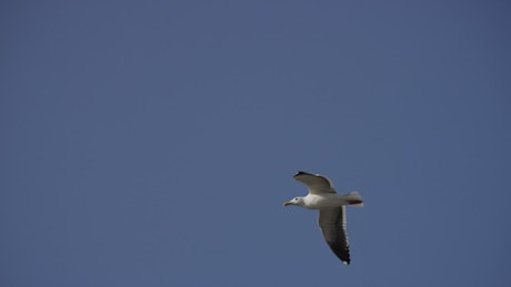 Bird flying in the clear blue sky.