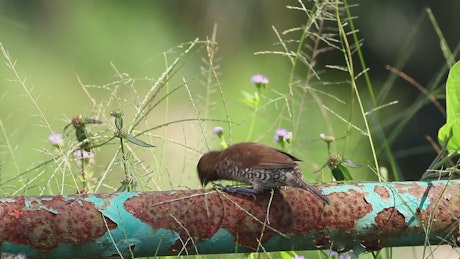 Bird on a rusted pipe.