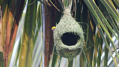 Bird outside a hanging nest