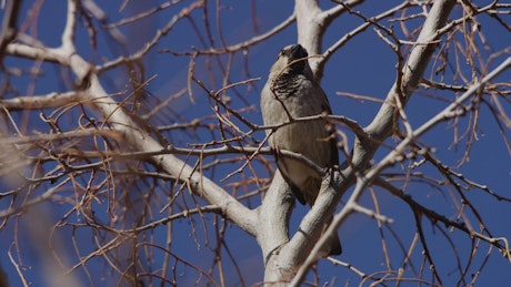 Bird perched on the branches of a dry tree.