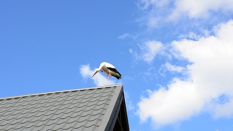 Bird perched on the roof of a house.