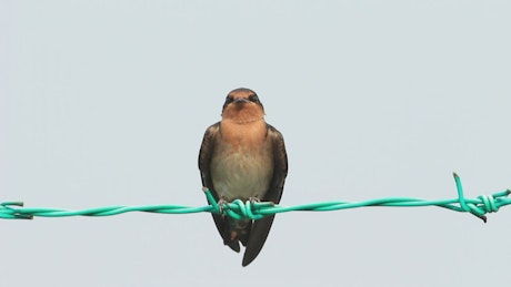 Bird resting on metal wire