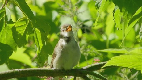 Bird singing in a tree.