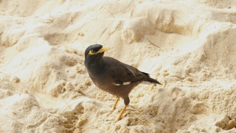 Bird standing in the sand.