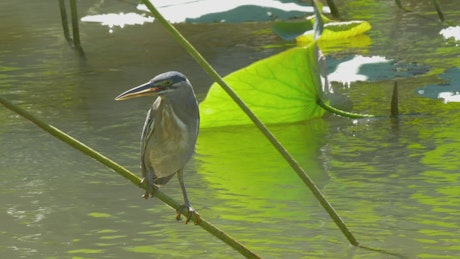 Bird standing on a pond plant.