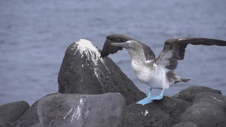 Bird stretching on a rock.